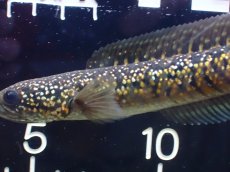 画像6: 【淡水魚】【通販】激安 売り切りセール No1 金天目 雷龍 gold tenmoku snakehead【個体販売】（生体）（熱帯魚）NKO (6)