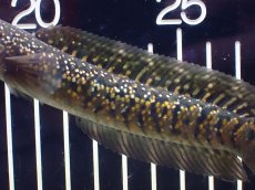 画像7: 【淡水魚】【通販】激安 売り切りセール No1 金天目 雷龍 gold tenmoku snakehead【個体販売】（生体）（熱帯魚）NKO (7)