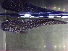 画像9: 【淡水魚】【通販】激安 売り切りセール No1 金天目 雷龍 gold tenmoku snakehead【個体販売】（生体）（熱帯魚）NKO (9)