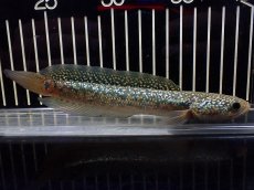 画像1: 【淡水魚】【通販】激安 売り切りセール 上物個体 No1 スターダストダイヤモンドコウタイ【個体販売】(±16cm)（生体）（熱帯魚）NKO (1)