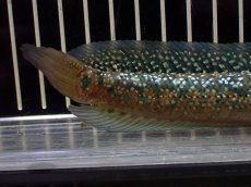 画像4: 【淡水魚】【通販】激安 売り切りセール 上物個体 No1 スターダストダイヤモンドコウタイ【個体販売】(±16cm)（生体）（熱帯魚）NKO (4)