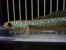 画像6: 【淡水魚】【通販】激安 売り切りセール 上物個体 No1 スターダストダイヤモンドコウタイ【個体販売】(±16cm)（生体）（熱帯魚）NKO (6)