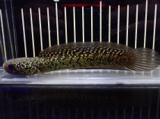 画像1: 【淡水魚】【通販】激安 売り切りセール 上物個体 No2 スターダストダイヤモンドコウタイ【個体販売】(±16cm)（生体）（熱帯魚）NKO (1)