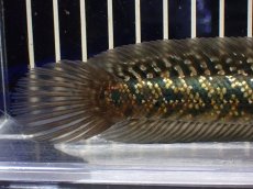 画像8: 【淡水魚】【通販】激安 売り切りセール 上物個体 No2 スターダストダイヤモンドコウタイ【個体販売】(±16cm)（生体）（熱帯魚）NKO (8)