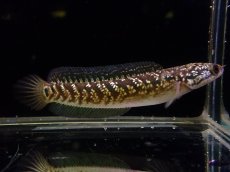 画像1: 【淡水魚】【通販】爆安 No1 スターダストダイヤモンドコウタイ【個体販売】(±7cm)（大型魚・スネークヘッド）（生体）（熱帯魚）NKO (1)