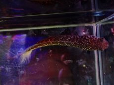 画像3: 【淡水魚】【通販】爆安 No1 スターダストダイヤモンドコウタイ【個体販売】(±7cm)（大型魚・スネークヘッド）（生体）（熱帯魚）NKO (3)