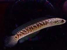 画像1: 【淡水魚】【通販】爆安 No2 スターダストダイヤモンドコウタイ【個体販売】(±7cm)（大型魚・スネークヘッド）（生体）（熱帯魚）NKO (1)