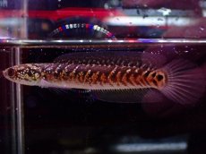 画像2: 【淡水魚】【通販】爆安 No3 スターダストダイヤモンドコウタイ【個体販売】(±7cm)（大型魚・スネークヘッド）（生体）（熱帯魚）NKO (2)