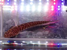 画像3: 【淡水魚】【通販】爆安 No3 スターダストダイヤモンドコウタイ【個体販売】(±7cm)（大型魚・スネークヘッド）（生体）（熱帯魚）NKO (3)