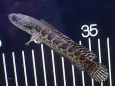 画像1: 【淡水魚】【通販】大特価 No2 バイオレッドスネークヘッド【個体販売】(±11cm)（大型魚・スネークヘッド）（生体）（熱帯魚）NKO (1)