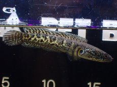 画像2: 【淡水魚】【通販】大特価 No2 バイオレッドスネークヘッド【個体販売】(±11cm)（大型魚・スネークヘッド）（生体）（熱帯魚）NKO (2)