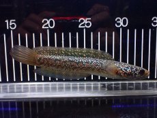 画像1: 【淡水魚】【通販】極上個体 金天目 雷龍 gold tenmoku snakehead【個体販売】(±18cm)（生体）（熱帯魚）NKO (1)