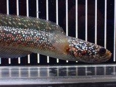 画像2: 【淡水魚】【通販】極上個体 金天目 雷龍 gold tenmoku snakehead【個体販売】(±18cm)（生体）（熱帯魚）NKO (2)