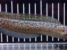 画像3: 【淡水魚】【通販】極上個体 金天目 雷龍 gold tenmoku snakehead【個体販売】(±18cm)（生体）（熱帯魚）NKO (3)