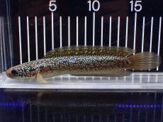 画像4: 【淡水魚】【通販】極上個体 金天目 雷龍 gold tenmoku snakehead【個体販売】(±18cm)（生体）（熱帯魚）NKO (4)