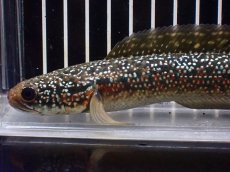 画像5: 【淡水魚】【通販】極上個体 金天目 雷龍 gold tenmoku snakehead【個体販売】(±18cm)（生体）（熱帯魚）NKO (5)
