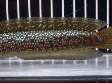 画像6: 【淡水魚】【通販】極上個体 金天目 雷龍 gold tenmoku snakehead【個体販売】(±18cm)（生体）（熱帯魚）NKO (6)