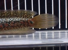 画像7: 【淡水魚】【通販】極上個体 金天目 雷龍 gold tenmoku snakehead【個体販売】(±18cm)（生体）（熱帯魚）NKO (7)