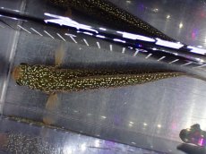 画像8: 【淡水魚】【通販】極上個体 金天目 雷龍 gold tenmoku snakehead【個体販売】(±18cm)（生体）（熱帯魚）NKO (8)