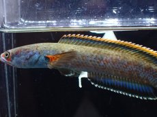 画像2: 【淡水魚】【通販】上物 No2 アイズファイヤースネークッド【個体販売】(±11cm)（大型魚・スネークッド）（生体）（熱帯魚）NKO (2)