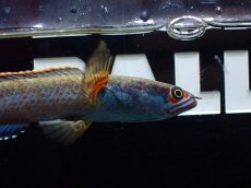 画像4: 【淡水魚】【通販】上物 No2 アイズファイヤースネークッド【個体販売】(±11cm)（大型魚・スネークッド）（生体）（熱帯魚）NKO (4)