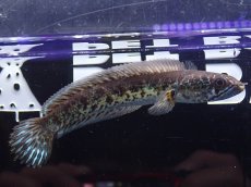 画像3: 【淡水魚】【通販】No2 バイオレットスネークヘッド【個体販売】±12cm)（大型魚・スネークヘッド）（生体）（熱帯魚）NKO (3)