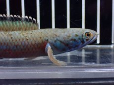 画像2: 【淡水魚】【通販】大特価 No1 ブルームーンギャラクシースネークヘッド【個体販売】(±11cm)大型魚・スネークヘッド（生体）（熱帯魚）NKO (2)