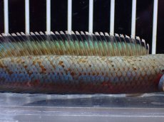画像3: 【淡水魚】【通販】大特価 No1 ブルームーンギャラクシースネークヘッド【個体販売】(±11cm)大型魚・スネークヘッド（生体）（熱帯魚）NKO (3)