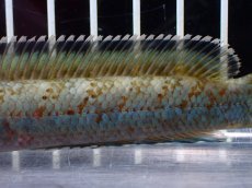 画像7: 【淡水魚】【通販】大特価 No1 ブルームーンギャラクシースネークヘッド【個体販売】(±11cm)大型魚・スネークヘッド（生体）（熱帯魚）NKO (7)