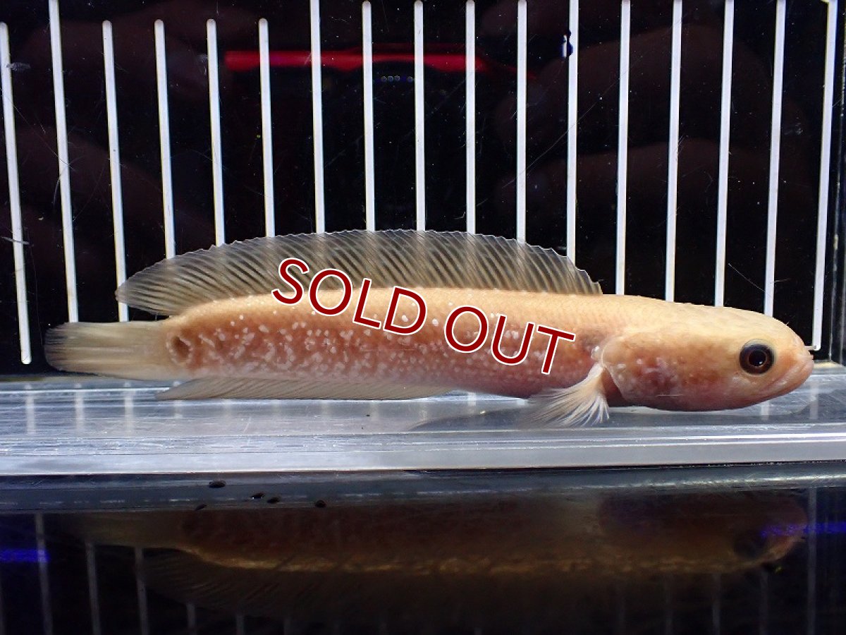 画像1: 【淡水魚】【通販】激レア アルビノスターダストダイヤモンドコウタイ【個体販売】(±13cm)(大型魚・スネークヘッド)(生体)(熱帯魚)NKO (1)