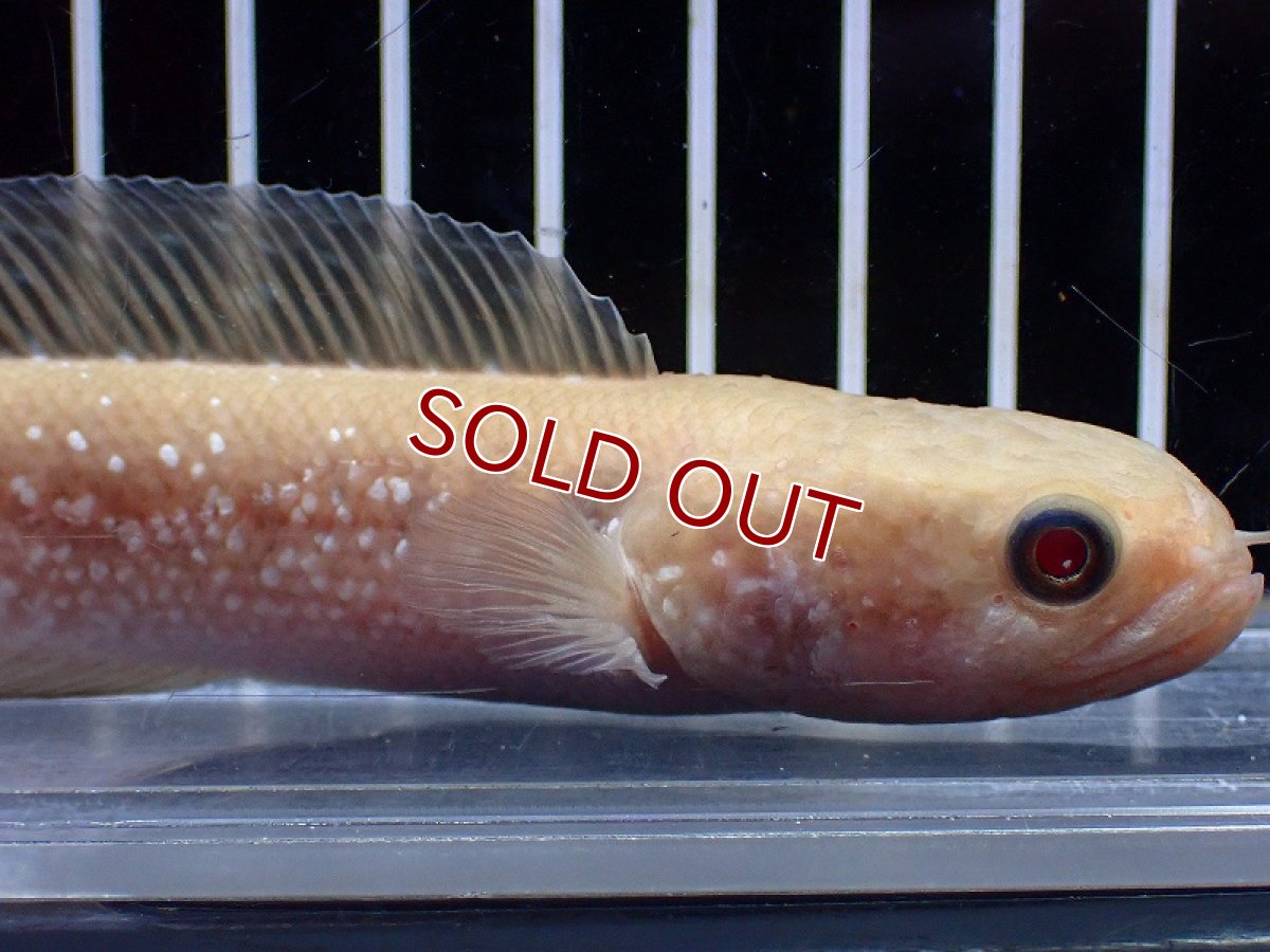 画像2: 【淡水魚】【通販】激レア アルビノスターダストダイヤモンドコウタイ【個体販売】(±13cm)(大型魚・スネークヘッド)(生体)(熱帯魚)NKO (2)