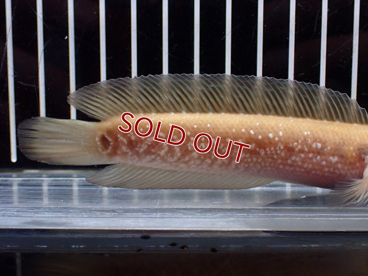 画像3: 【淡水魚】【通販】激レア アルビノスターダストダイヤモンドコウタイ【個体販売】(±13cm)(大型魚・スネークヘッド)(生体)(熱帯魚)NKO (3)