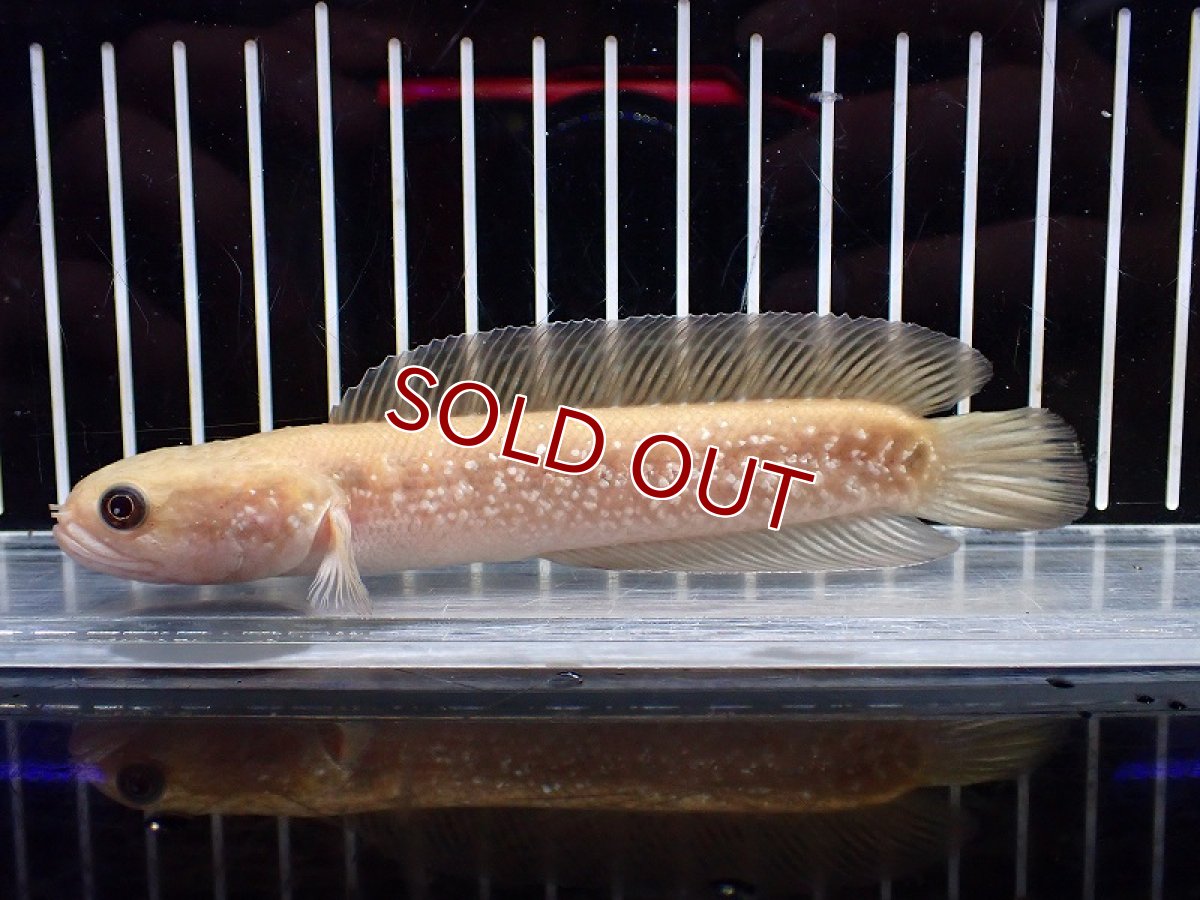 画像4: 【淡水魚】【通販】激レア アルビノスターダストダイヤモンドコウタイ【個体販売】(±13cm)(大型魚・スネークヘッド)(生体)(熱帯魚)NKO (4)