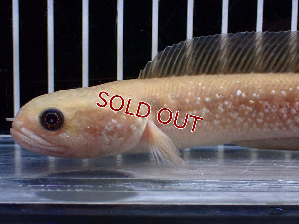 画像5: 【淡水魚】【通販】激レア アルビノスターダストダイヤモンドコウタイ【個体販売】(±13cm)(大型魚・スネークヘッド)(生体)(熱帯魚)NKO (5)