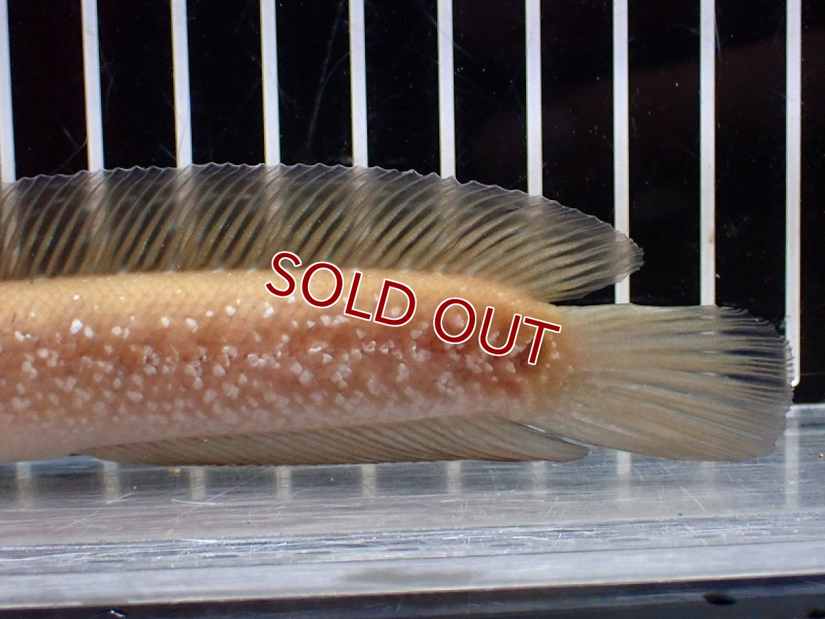 画像6: 【淡水魚】【通販】激レア アルビノスターダストダイヤモンドコウタイ【個体販売】(±13cm)(大型魚・スネークヘッド)(生体)(熱帯魚)NKO (6)