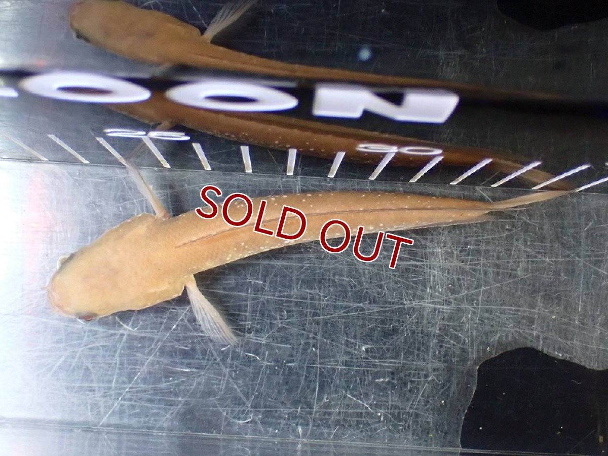 画像7: 【淡水魚】【通販】激レア アルビノスターダストダイヤモンドコウタイ【個体販売】(±13cm)(大型魚・スネークヘッド)(生体)(熱帯魚)NKO (7)