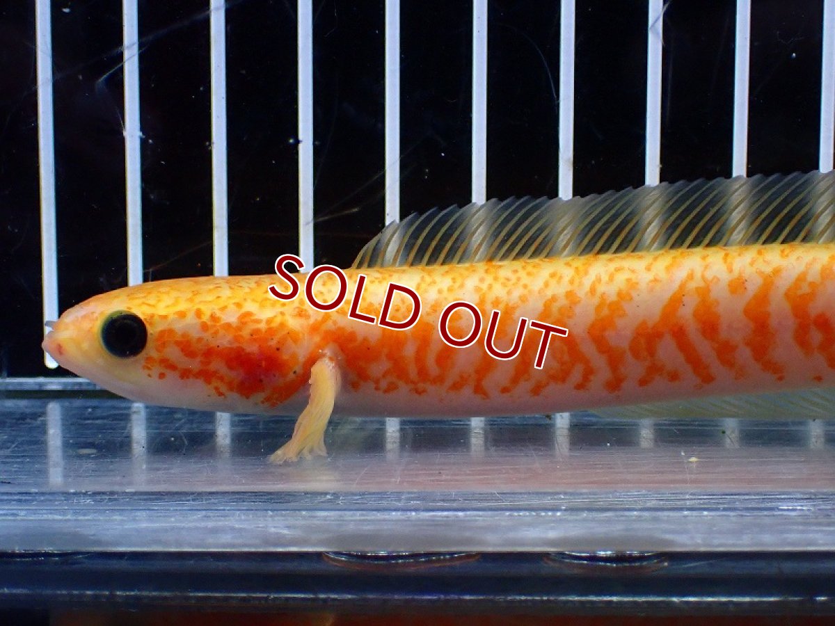 画像2: 【淡水魚】【通販】激レア 爆安 No1 ゴールデンスターダストダイヤモンドコウタイ【個体販売】(±13cm)(生体)(熱帯魚)NKO (2)