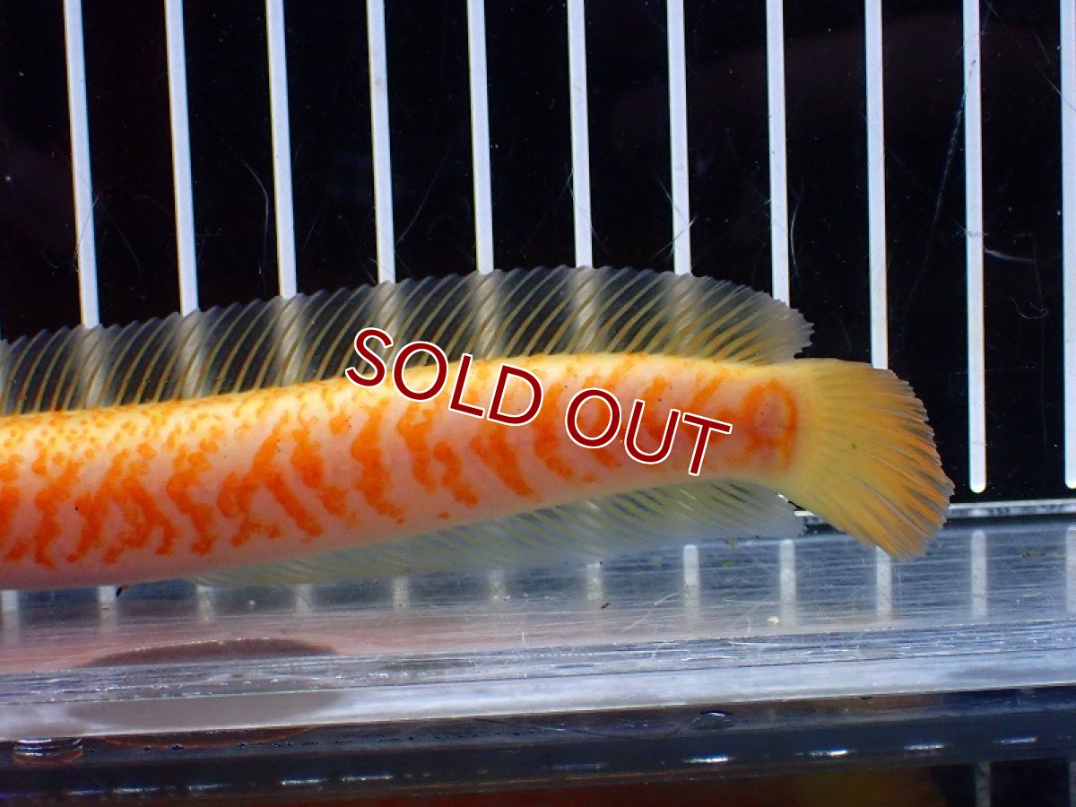 画像3: 【淡水魚】【通販】激レア 爆安 No1 ゴールデンスターダストダイヤモンドコウタイ【個体販売】(±13cm)(生体)(熱帯魚)NKO (3)