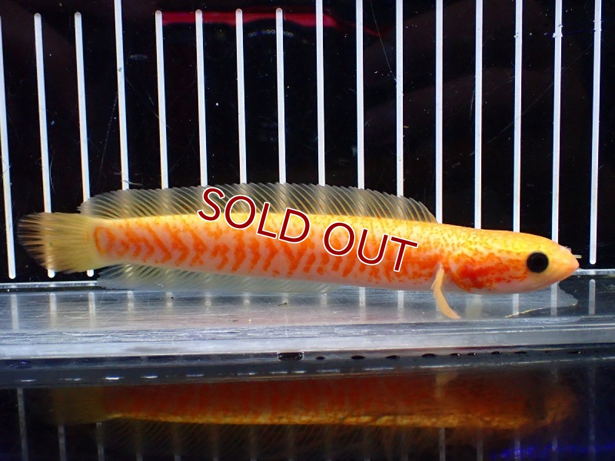 画像4: 【淡水魚】【通販】激レア 爆安 No1 ゴールデンスターダストダイヤモンドコウタイ【個体販売】(±13cm)(生体)(熱帯魚)NKO (4)