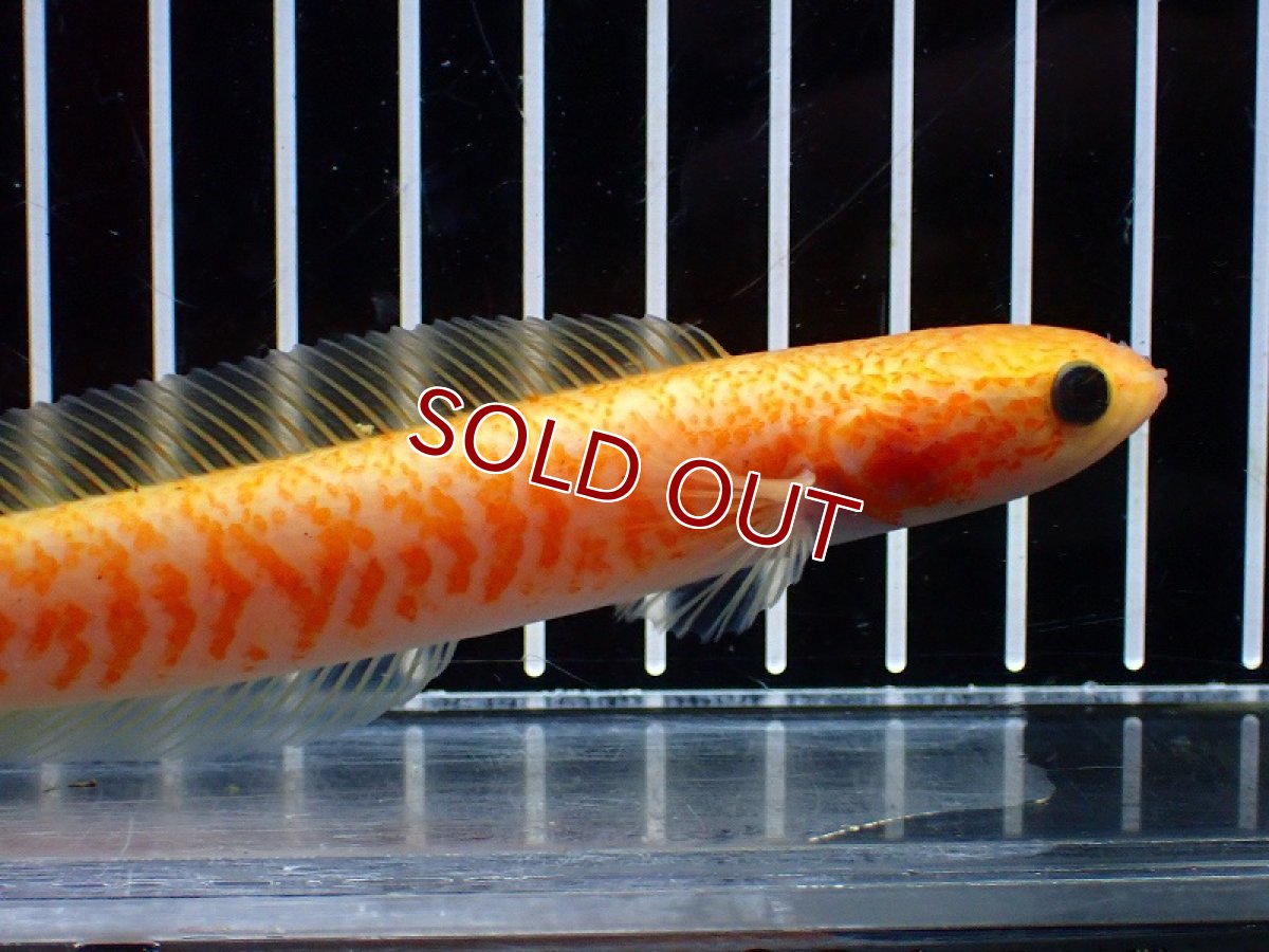 画像5: 【淡水魚】【通販】激レア 爆安 No1 ゴールデンスターダストダイヤモンドコウタイ【個体販売】(±13cm)(生体)(熱帯魚)NKO (5)