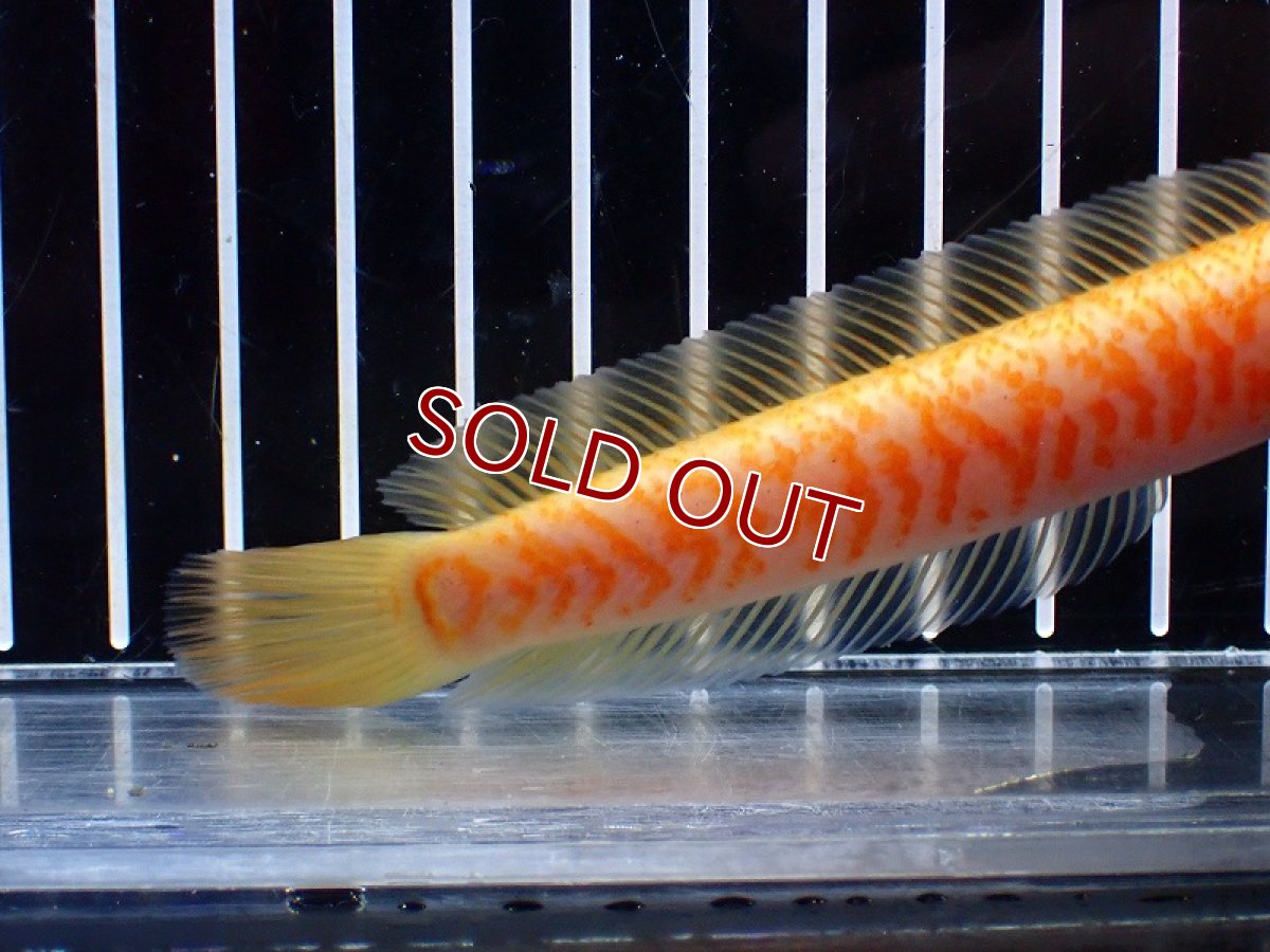 画像6: 【淡水魚】【通販】激レア 爆安 No1 ゴールデンスターダストダイヤモンドコウタイ【個体販売】(±13cm)(生体)(熱帯魚)NKO (6)