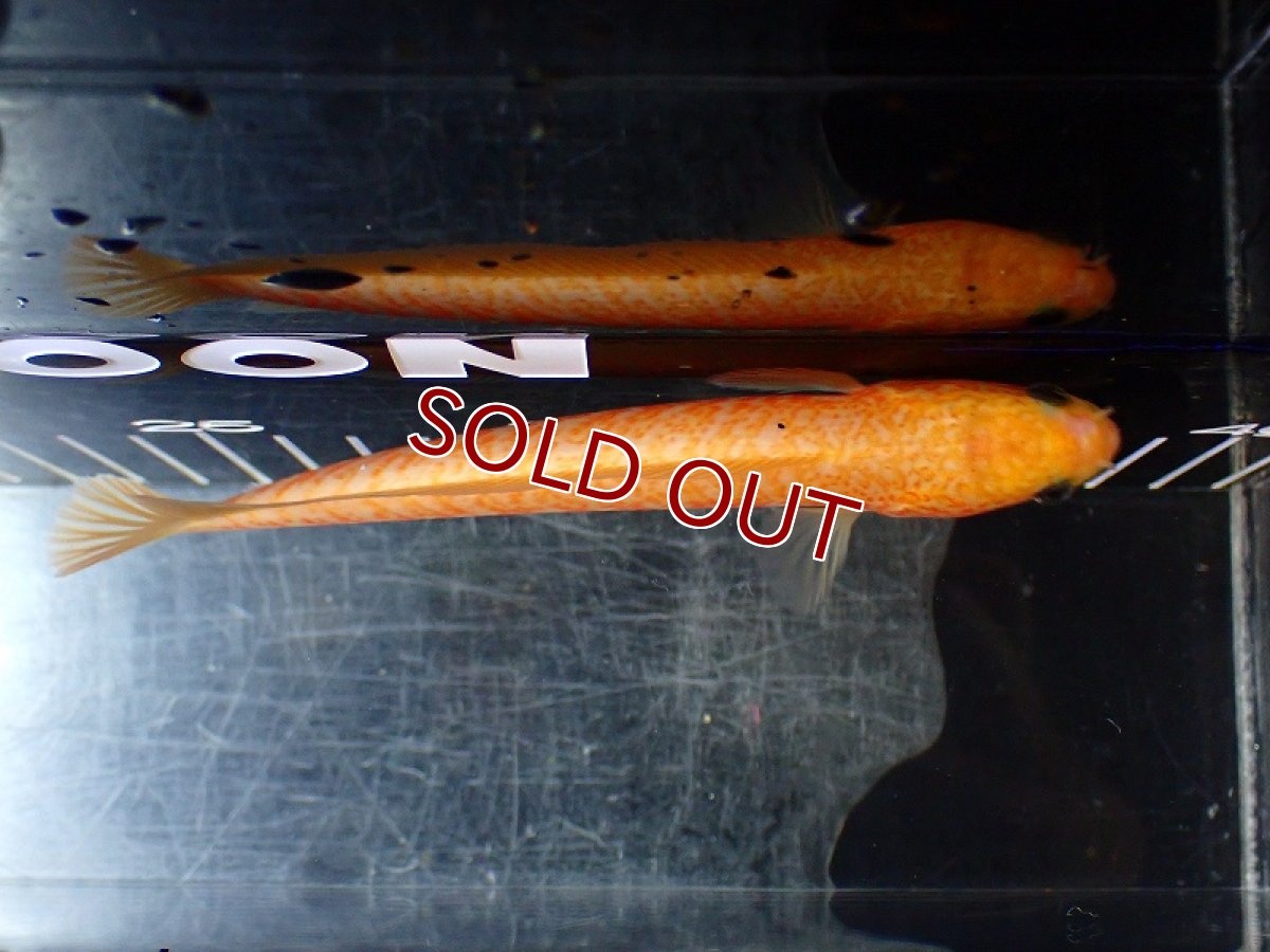 画像7: 【淡水魚】【通販】激レア 爆安 No1 ゴールデンスターダストダイヤモンドコウタイ【個体販売】(±13cm)(生体)(熱帯魚)NKO (7)