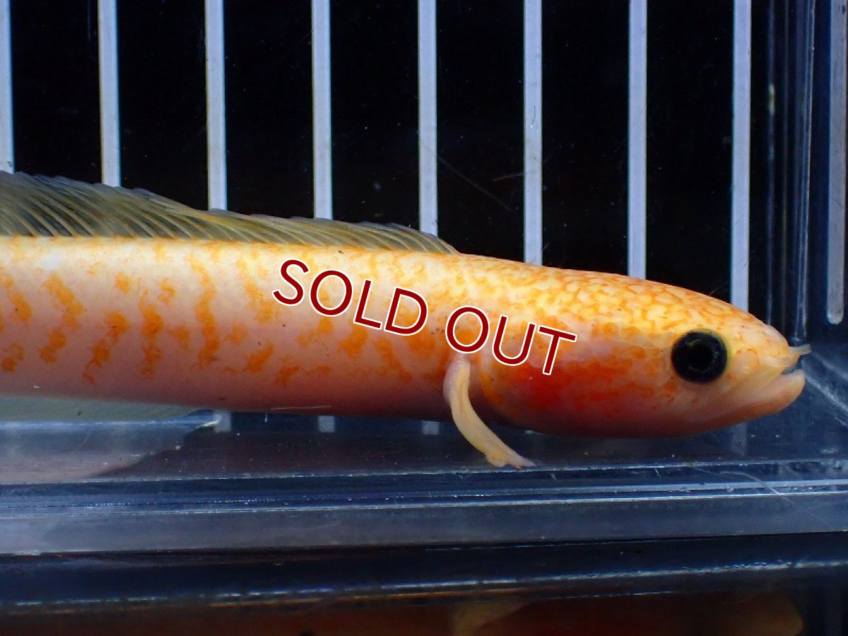 画像2: 【淡水魚】【通販】激レア 爆安 No3 ゴールデンスターダストダイヤモンドコウタイ【個体販売】(±12cm)(生体)(熱帯魚)NKO (2)