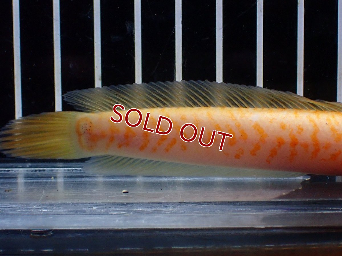 画像3: 【淡水魚】【通販】激レア 爆安 No3 ゴールデンスターダストダイヤモンドコウタイ【個体販売】(±12cm)(生体)(熱帯魚)NKO (3)