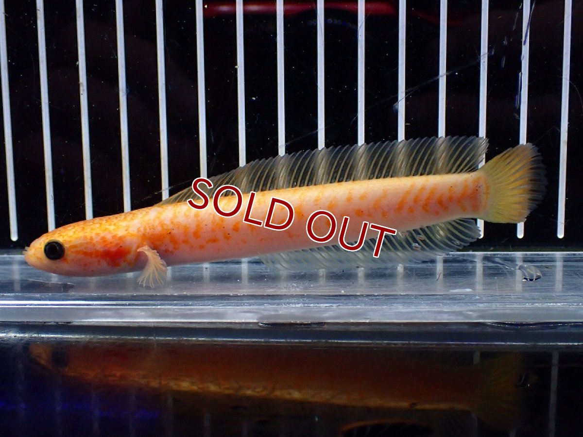 画像4: 【淡水魚】【通販】激レア 爆安 No3 ゴールデンスターダストダイヤモンドコウタイ【個体販売】(±12cm)(生体)(熱帯魚)NKO (4)