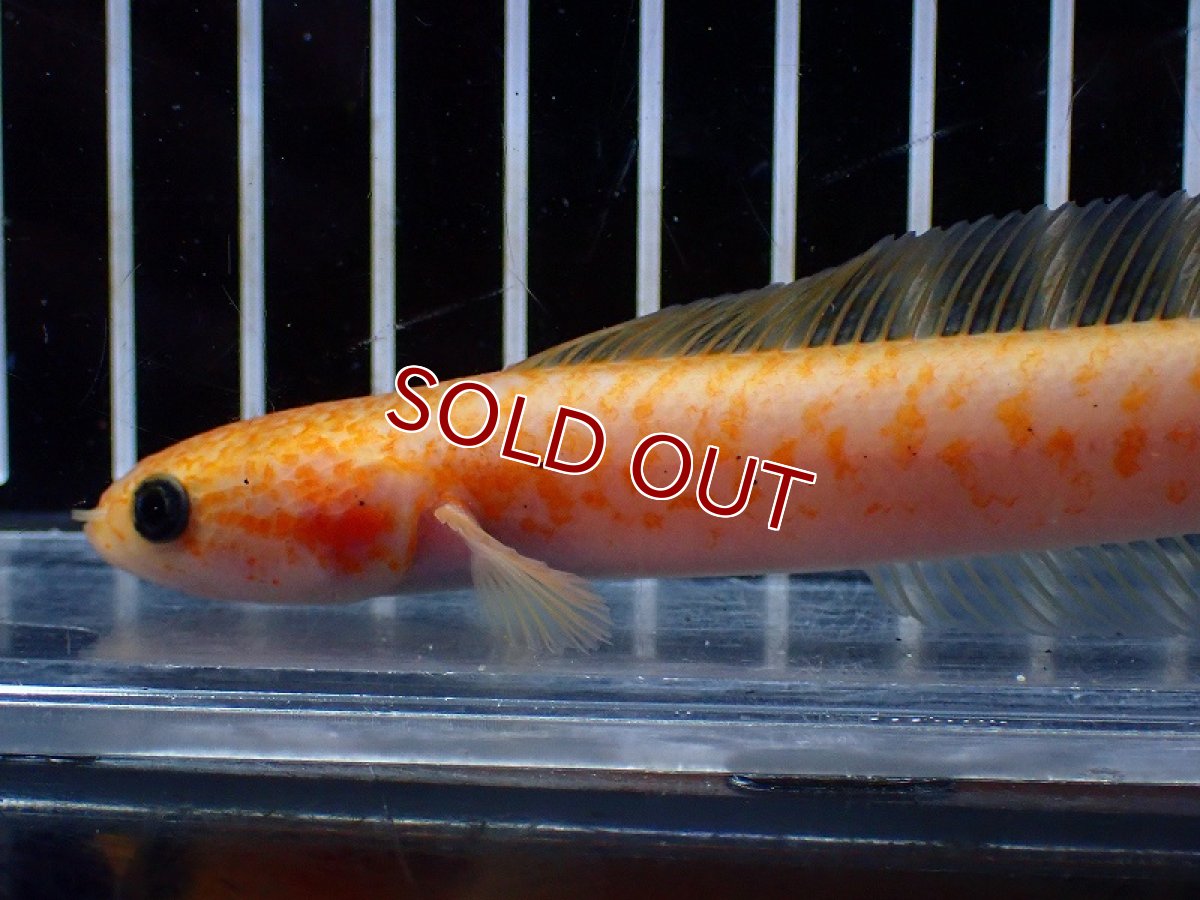 画像5: 【淡水魚】【通販】激レア 爆安 No3 ゴールデンスターダストダイヤモンドコウタイ【個体販売】(±12cm)(生体)(熱帯魚)NKO (5)