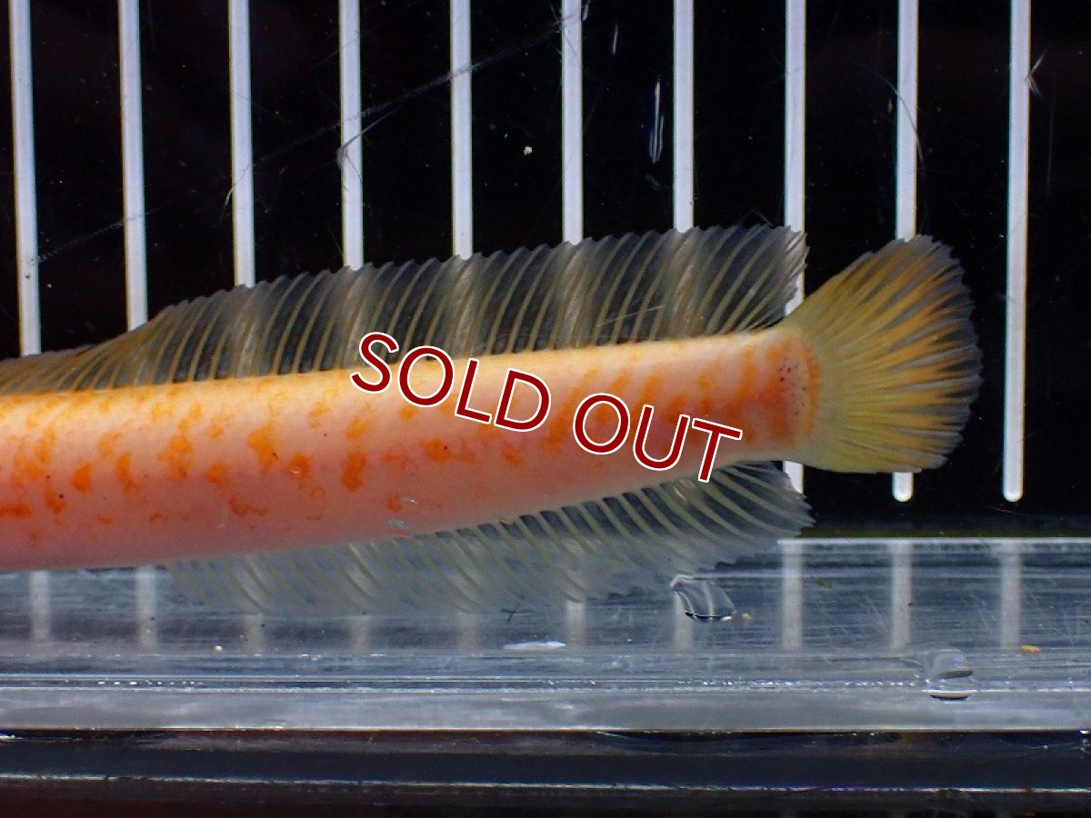 画像6: 【淡水魚】【通販】激レア 爆安 No3 ゴールデンスターダストダイヤモンドコウタイ【個体販売】(±12cm)(生体)(熱帯魚)NKO (6)