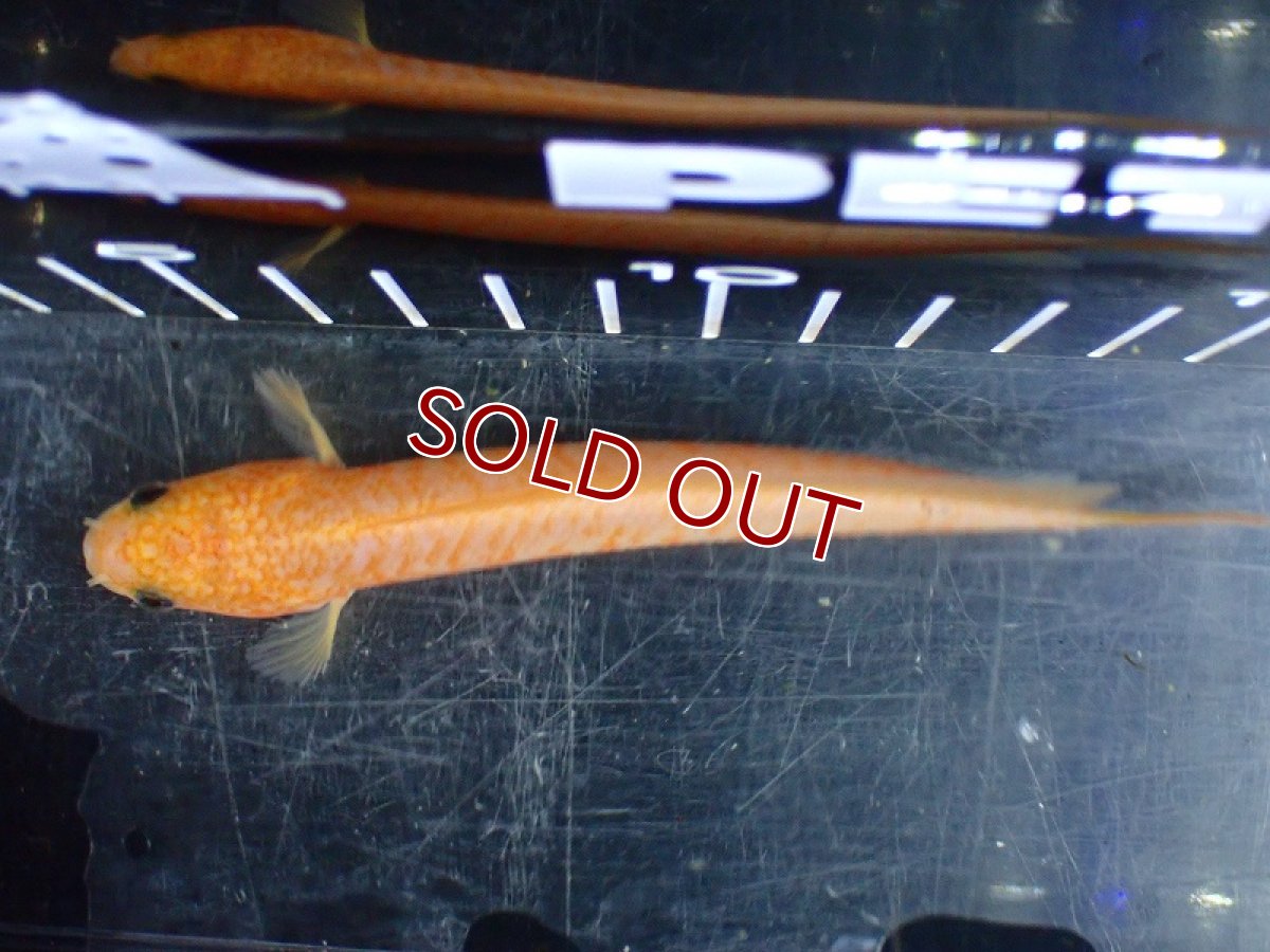 画像7: 【淡水魚】【通販】激レア 爆安 No3 ゴールデンスターダストダイヤモンドコウタイ【個体販売】(±12cm)(生体)(熱帯魚)NKO (7)