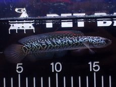 画像1: 【淡水魚】【通販】激レア 火山雷龍(Fire mountain)【個体販売】(±9cm)(大型魚・スネークヘッド)(生体)(熱帯魚)NKO (1)