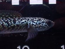 画像2: 【淡水魚】【通販】激レア 火山雷龍(Fire mountain)【個体販売】(±9cm)(大型魚・スネークヘッド)(生体)(熱帯魚)NKO (2)